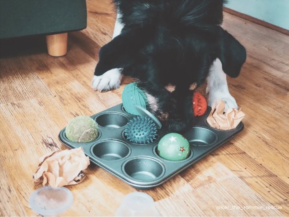 Dog trying to get treats from his muffin tray puzzle